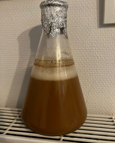 Erlenmayer Starter levure